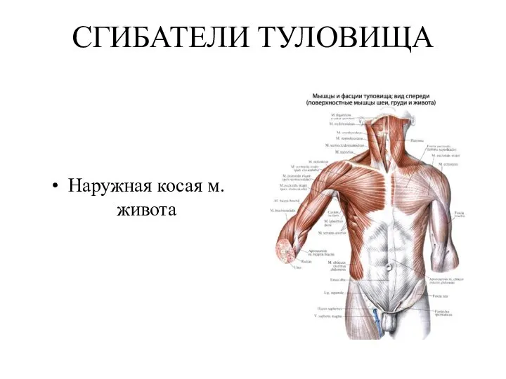 СГИБАТЕЛИ ТУЛОВИЩА Наружная косая м. живота