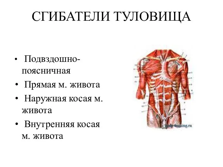 СГИБАТЕЛИ ТУЛОВИЩА Подвздошно-поясничная Прямая м. живота Наружная косая м. живота Внутренняя косая м. живота