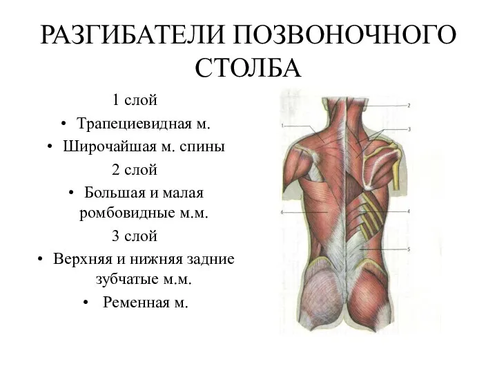 РАЗГИБАТЕЛИ ПОЗВОНОЧНОГО СТОЛБА 1 слой Трапециевидная м. Широчайшая м. спины 2