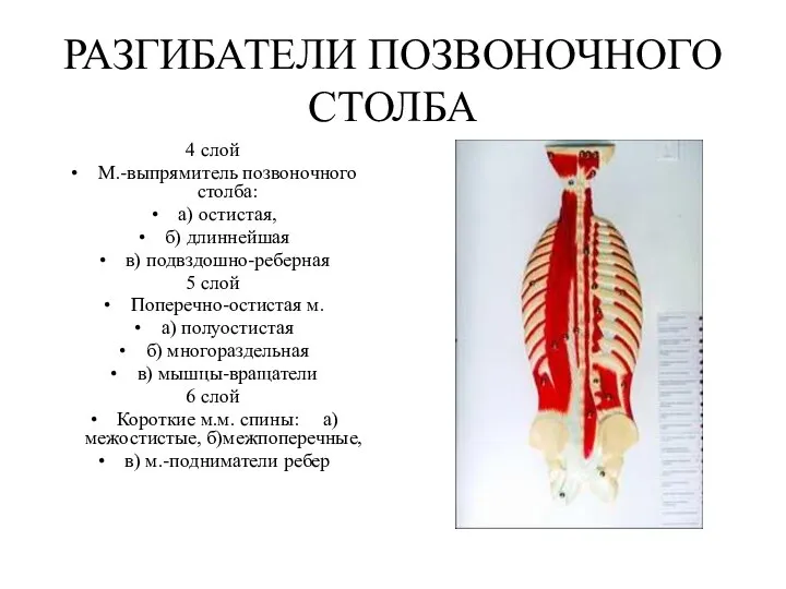 РАЗГИБАТЕЛИ ПОЗВОНОЧНОГО СТОЛБА 4 слой М.-выпрямитель позвоночного столба: а) остистая, б)