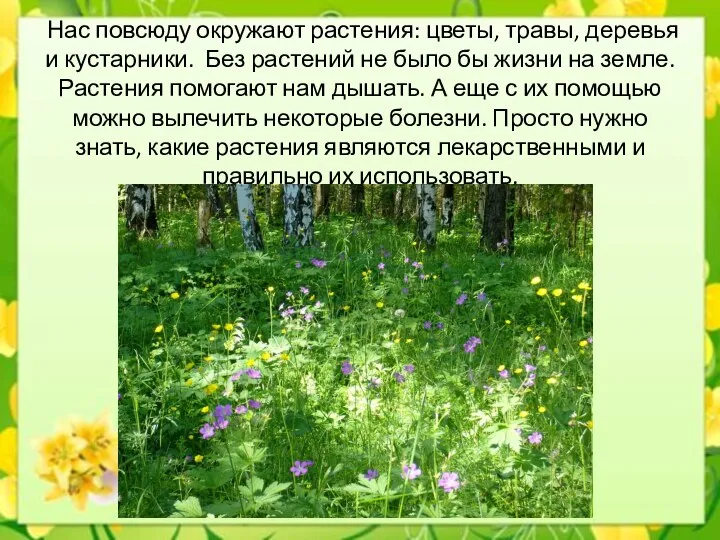 Нас повсюду окружают растения: цветы, травы, деревья и кустарники. Без растений