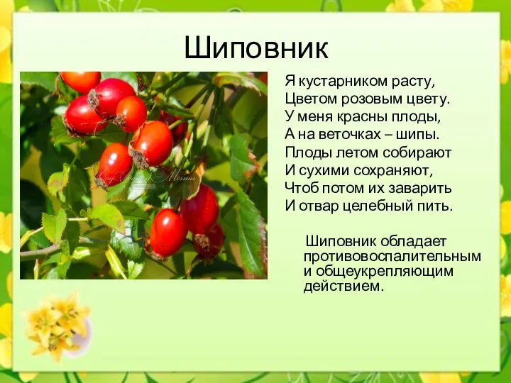 Шиповник Я кустарником расту, Цветом розовым цвету. У меня красны плоды,