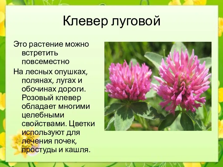 Клевер луговой Это растение можно встретить повсеместно На лесных опушках, полянах,