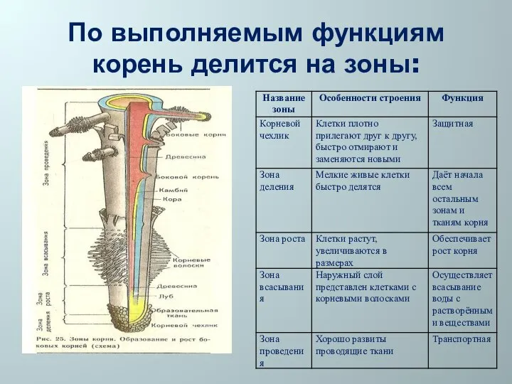 По выполняемым функциям корень делится на зоны: