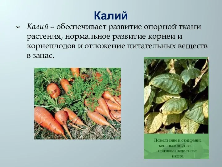 Калий Калий – обеспечивает развитие опорной ткани растения, нормальное развитие корней
