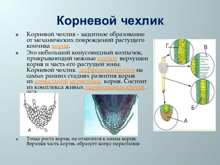 Корневой чехлик Корневой чехлик - защитное образование от механических повреждений растущего