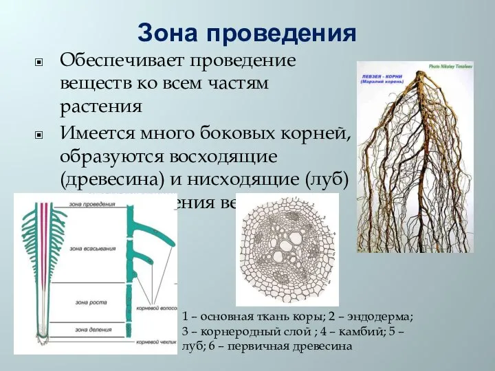 Зона проведения Обеспечивает проведение веществ ко всем частям растения Имеется много