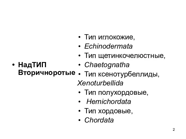 НадТИП Вторичноротые Тип иглокожие, Echinodermata Тип щетинкочелюстные, Chaetognatha Тип ксенотурбеллиды, Xenoturbellida