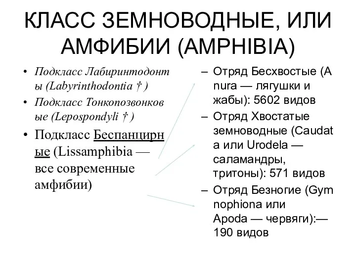 КЛАСС ЗЕМНОВОДНЫЕ, ИЛИ АМФИБИИ (AMPHIBIA) Подкласс Лабиринтодонты (Labyrinthodontia † ) Подкласс