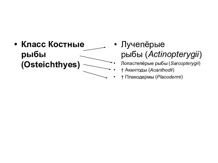 Класс Костные рыбы (Osteichthyes) Лучепёрые рыбы (Actinopterygii) Лопастепёрые рыбы (Sarcopterygii) † Акантоды (Acanthodii) † Плакодермы (Placodermi)