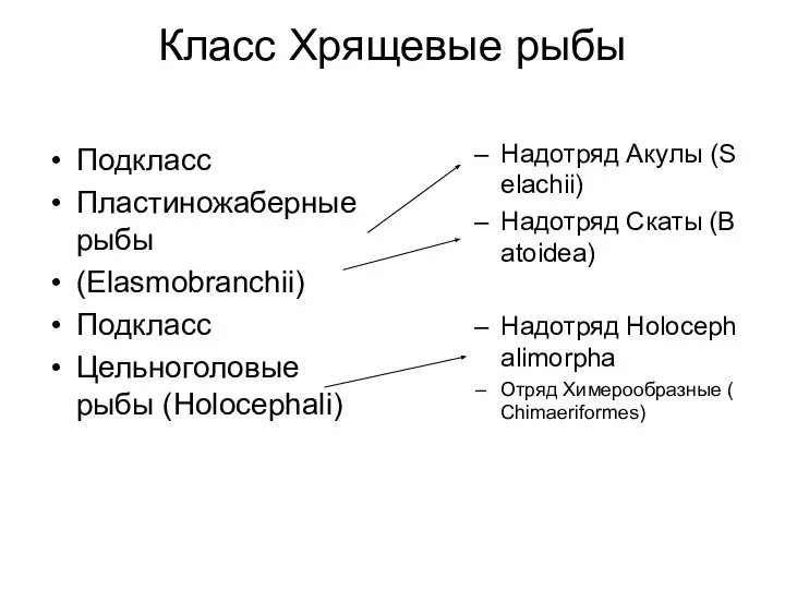 Класс Хрящевые рыбы Подкласс Пластиножаберные рыбы (Elasmobranchii) Подкласс Цельноголовые рыбы (Holocephali)