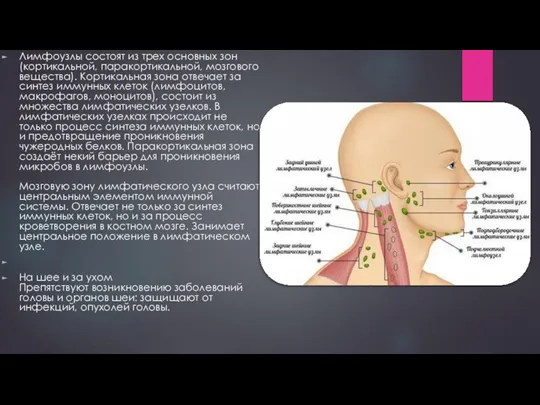 Лимфоузлы состоят из трех основных зон (кортикальной, паракортикальной, мозгового вещества). Кортикальная