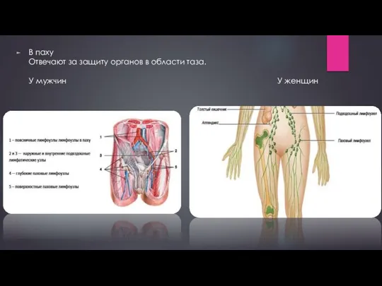В паху Отвечают за защиту органов в области таза. У мужчин У женщин