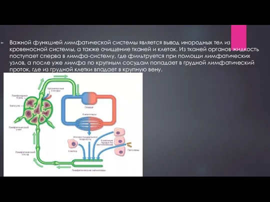 Важной функцией лимфатической системы является вывод инородных тел из кровеносной системы,