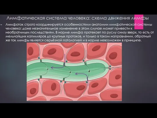 Лимфатическая система человека: схема движения лимфы Лимфоток строго координируется особенностями анатомии