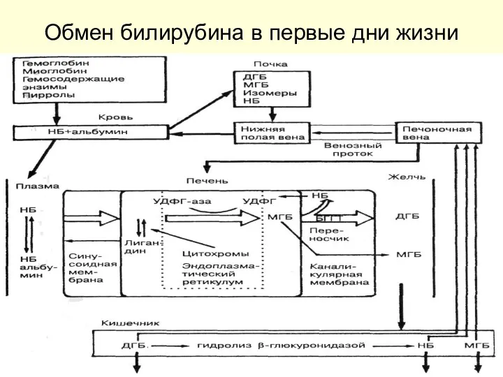 Обмен билирубина в первые дни жизни