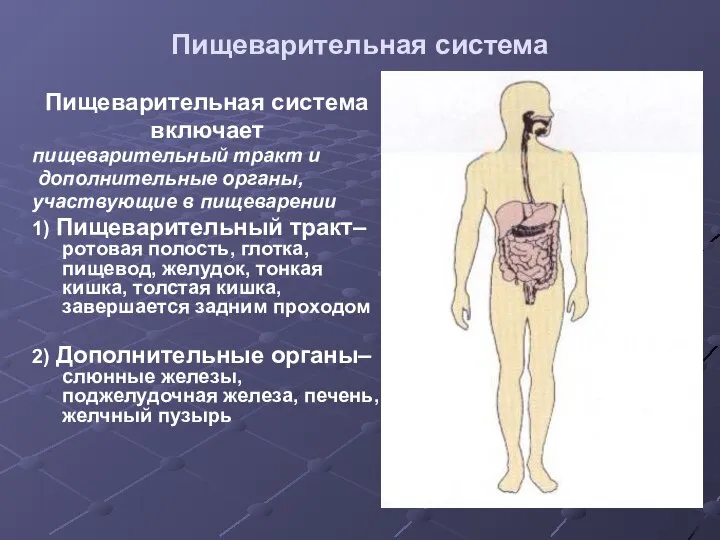 Пищеварительная система Пищеварительная система включает пищеварительный тракт и дополнительные органы, участвующие