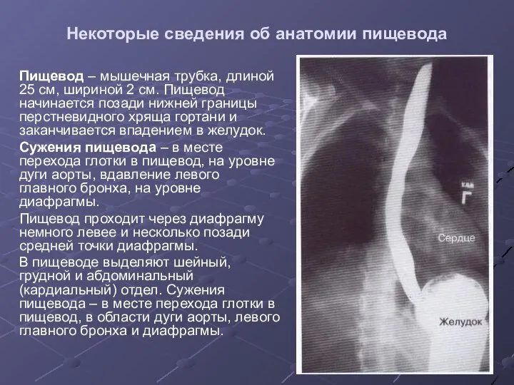 Некоторые сведения об анатомии пищевода Пищевод – мышечная трубка, длиной 25