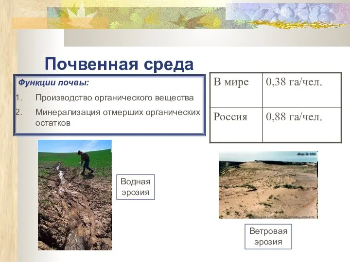 Почвенная среда Функции почвы: Производство органического вещества Минерализация отмерших органических остатков Водная эрозия Ветровая эрозия