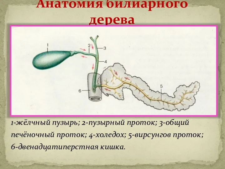 Анатомия билиарного дерева 1-жёлчный пузырь; 2-пузырный проток; 3-общий печёночный проток; 4-холедох; 5-вирсунгов проток; 6-двенадцатиперстная кишка.