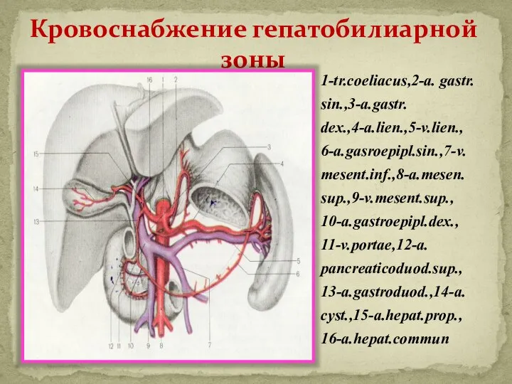 Кровоснабжение гепатобилиарной зоны 1-tr.coeliacus,2-a. gastr. sin.,3-a.gastr. dex.,4-a.lien.,5-v.lien., 6-a.gasroepipl.sin.,7-v. mesent.inf.,8-a.mesen. sup.,9-v.mesent.sup., 10-a.gastroepipl.dex., 11-v.portae,12-a. pancreaticoduod.sup., 13-a.gastroduod.,14-a. cyst.,15-a.hepat.prop., 16-a.hepat.commun