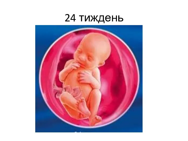 24 тиждень