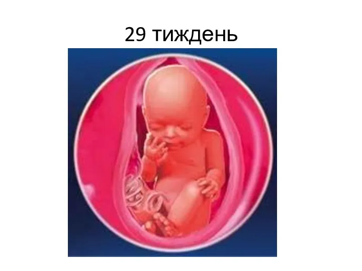 29 тиждень