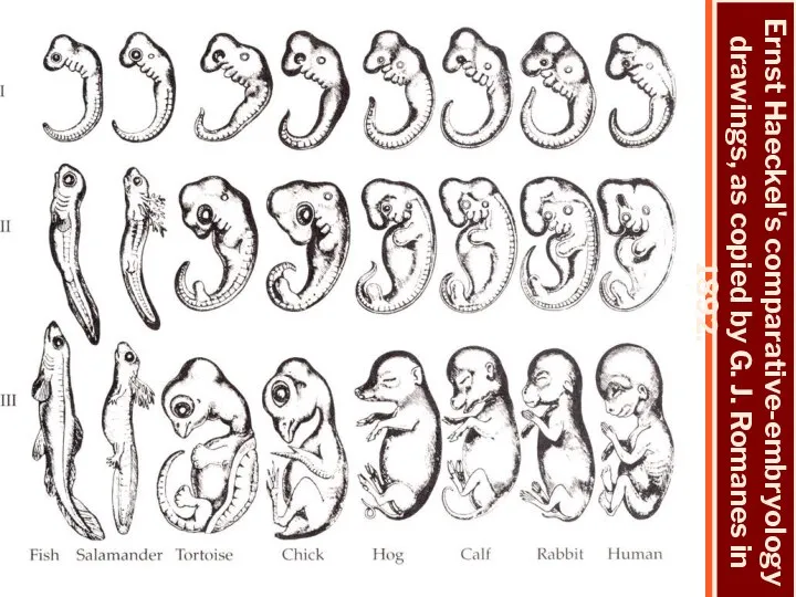 Ernst Haeckel's comparative-embryology drawings, as copied by G. J. Romanes in 1892.