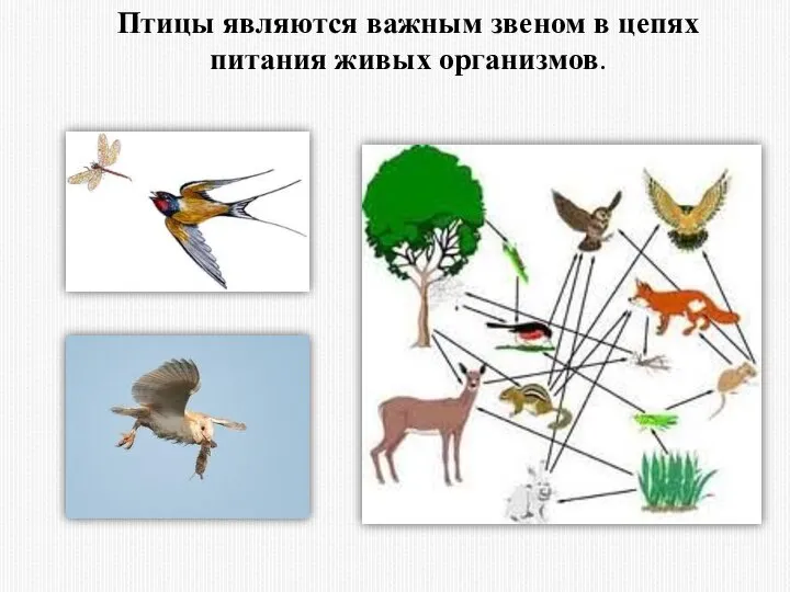 Птицы являются важным звеном в цепях питания живых организмов.