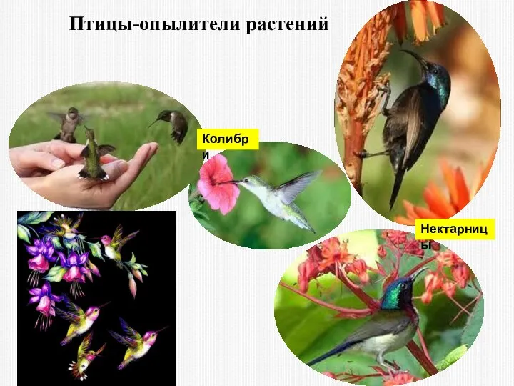 Нектарницы Колибри Птицы-опылители растений