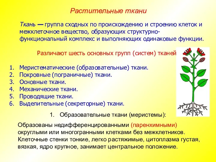 Ткань — группа сходных по происхождению и строению клеток и межклеточное