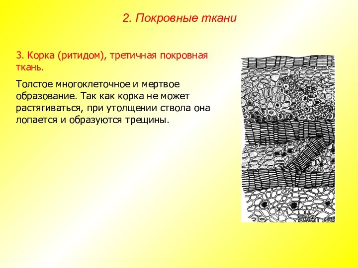 3. Корка (ритидом), третичная покровная ткань. Толстое многоклеточное и мертвое образование.