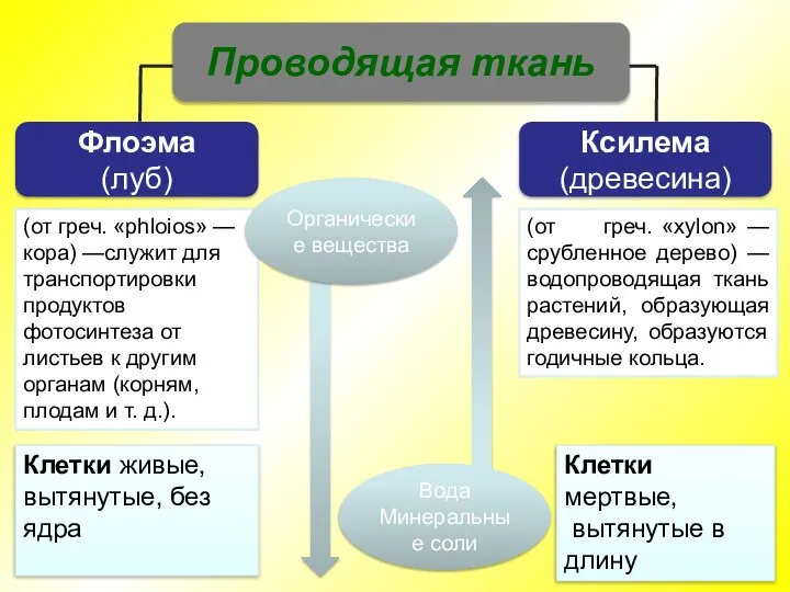 Ксилема (древесина) Флоэма (луб) Проводящая ткань Вода Минеральные соли Клетки мертвые,