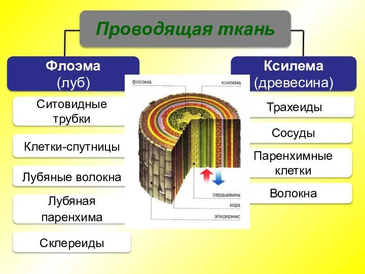 Волокна Паренхимные клетки Сосуды Трахеиды Склереиды Лубяная паренхима Лубяные волокна Ксилема