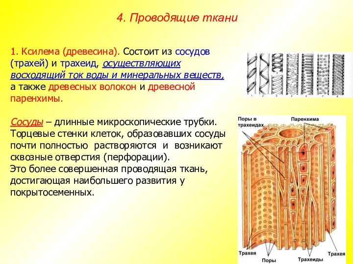 1. Ксилема (древесина). Состоит из сосудов (трахей) и трахеид, осуществляющих восходящий