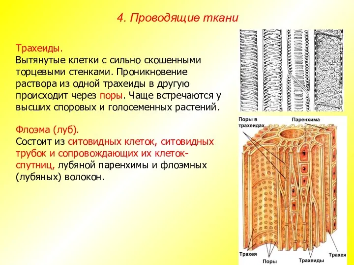 Трахеиды. Вытянутые клетки с сильно скошенными торцевыми стенками. Проникновение раствора из