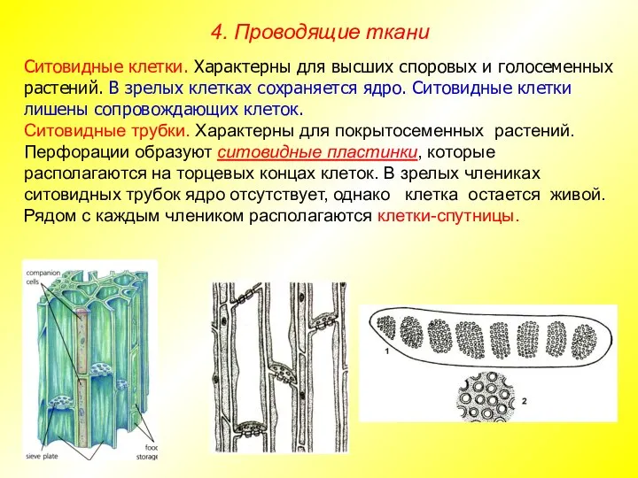 Ситовидные клетки. Характерны для высших споровых и голосеменных растений. В зрелых