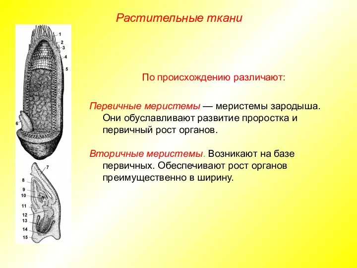 Растительные ткани По происхождению различают: Первичные меристемы — меристемы зародыша. Они