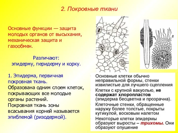 Основные функции — защита молодых органов от высыхания, механическая защита и