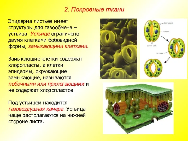 Эпидерма листьев имеет структуры для газообмена – устьица. Устьице ограничено двумя