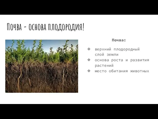 Почва - основа плодородия! Почва: верхний плодородный слой земли основа роста