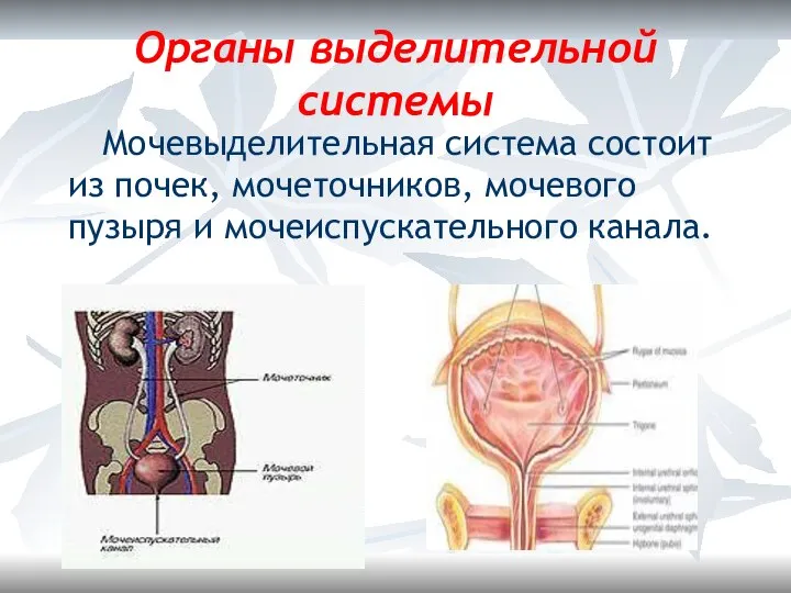 Органы выделительной системы Мочевыделительная система состоит из почек, мочеточников, мочевого пузыря и мочеиспускательного канала.