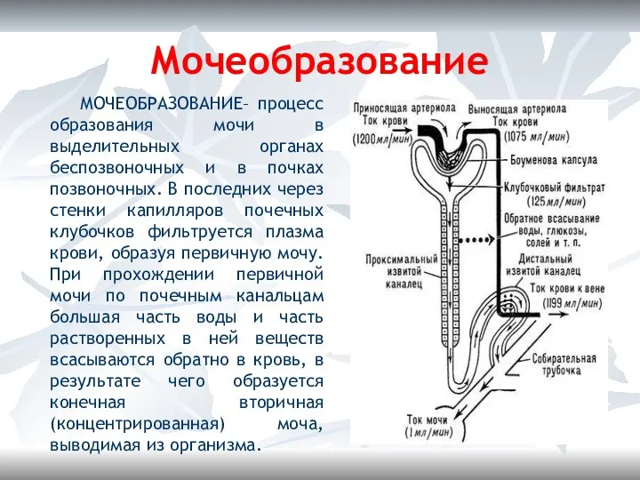 Мочеобразование МОЧЕОБРАЗОВАНИЕ– процесс образования мочи в выделительных органах беспозвоночных и в