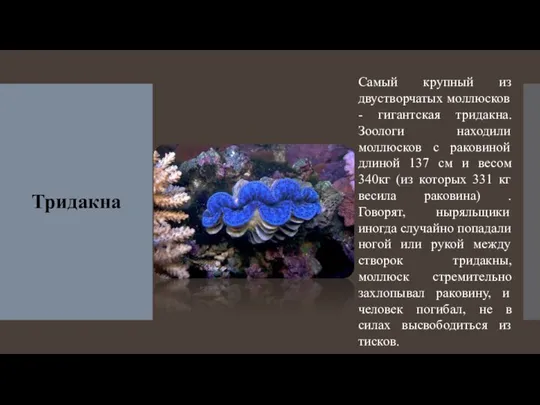 Тридакна Самый крупный из двустворчатых моллюсков - гигантская тридакна. Зоологи находили