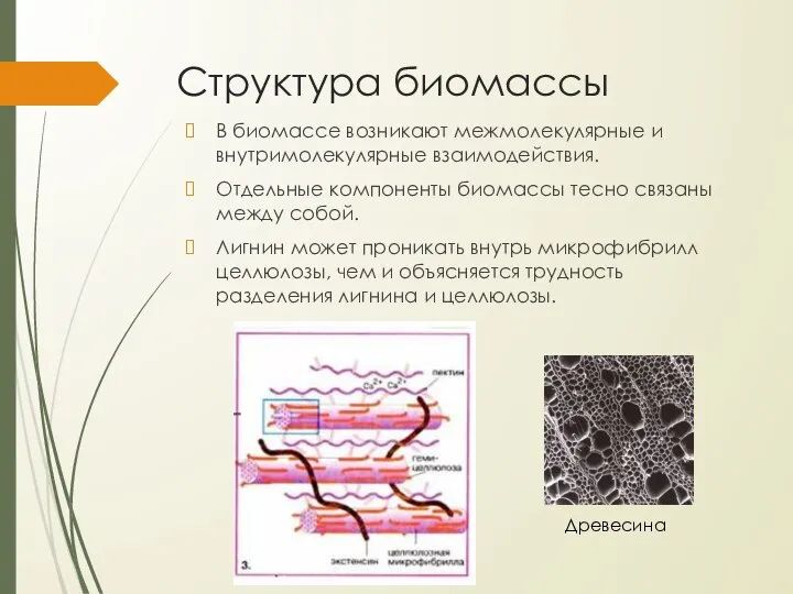 Структура биомассы В биомассе возникают межмолекулярные и внутримолекулярные взаимодействия. Отдельные компоненты