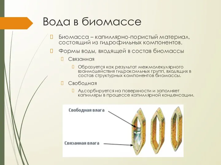 Вода в биомассе Биомасса – капиллярно-пористый материал, состоящий из гидрофильных компонентов.