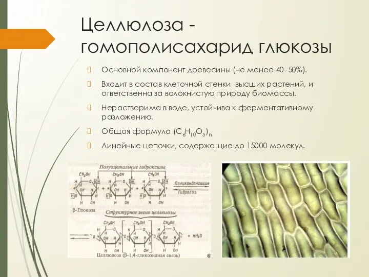 Целлюлоза - гомополисахарид глюкозы Основной компонент древесины (не менее 40–50%). Входит