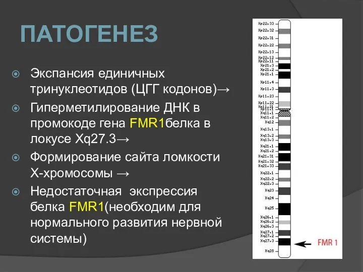 ПАТОГЕНЕЗ Экспансия единичных тринуклеотидов (ЦГГ кодонов)→ Гиперметилирование ДНК в промокоде гена