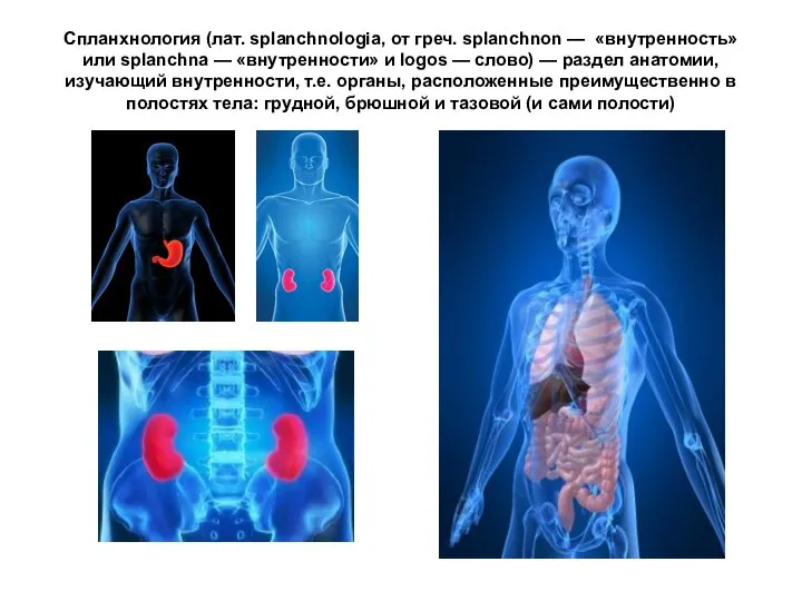 Спланхнология (лат. splanchnologia, от греч. splanchnon — «внутренность» или splanchna —