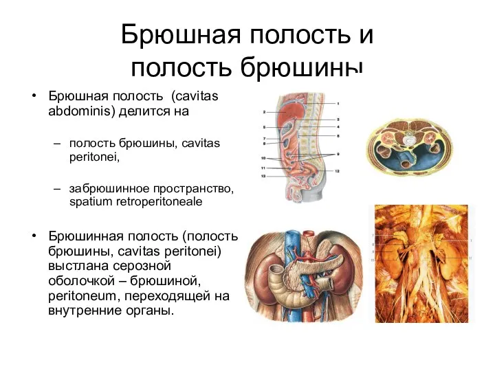 Брюшная полость и полость брюшины Брюшная полость (cavitas abdominis) делится на